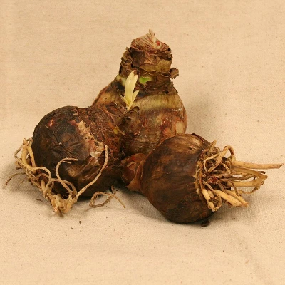 Van Zyverden 3ct Amaryllis Multicolored Economy Mixed Flower Bulb Set 1 Van Zyverden 3ct Amaryllis Multicolored Economy Mixed Flower Bulb Set