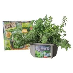 Unique Gardener: Culinary Herb Kit - Grow 5 Herbs In A DIY Biosphere Terrarium 12 Unique Gardener: Culinary Herb Kit - Grow 5 Herbs In A DIY Biosphere Terrarium -D'Eco Store GUEST d5377289 d820 4592 8200 804ff8db0b0e