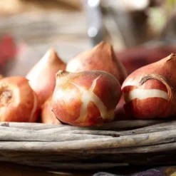 25ct Tulips Angelique Bulbs - Van Zyverden