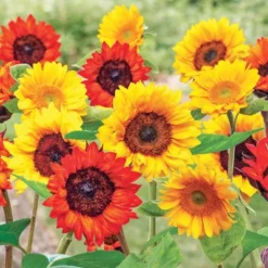 Collections Etc Roll Out Flower Seeded Mats That Attract Butterflies - Set Of 2 9 Collections Etc Roll Out Flower Seeded Mats That Attract Butterflies - Set Of 2 -D'Eco Store GUEST d711c78b dc32 4aff 9e01 187b1420b7a9