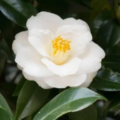 2.5qt Mine No Yuki Camellia Sasanqua Plant With White Blooms - National Plant Network 5 2.5qt Mine No Yuki Camellia Sasanqua Plant With White Blooms - National Plant Network -D'Eco Store GUEST d7c79cd9 ad82 4399 854f 6e0ed1f692b8