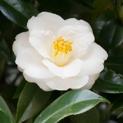 2.5qt Mine No Yuki Camellia Sasanqua Plant With White Blooms - National Plant Network 3 2.5qt Mine No Yuki Camellia Sasanqua Plant With White Blooms - National Plant Network - Image 3