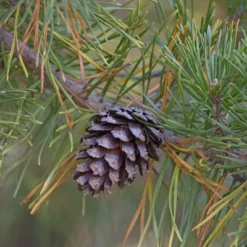 2.25gal Loblolly Pine Tree - National Plant Network 6 2.25gal Loblolly Pine Tree - National Plant Network -D'Eco Store GUEST db1893d5 f134 4761 8305 3c18a66f236d