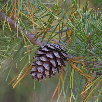 2.25gal Loblolly Pine Tree - National Plant Network 3 2.25gal Loblolly Pine Tree - National Plant Network - Image 3