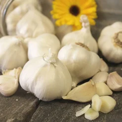 Van Zyverden 3ct Cloves Garlic Softneck Silverskin Silver Rose 11 Van Zyverden 3ct Cloves Garlic Softneck Silverskin Silver Rose -D'Eco Store GUEST df38dfe6 adb4 45d3 9045 5990d6ce1b79