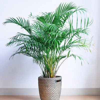 National Plant Network Live Indoor/Outdoor Majesty Palm Plant - 1ct 2.5qt 2 National Plant Network Live Indoor/Outdoor Majesty Palm Plant - 1ct 2.5qt - Image 2