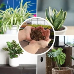 Soil Sunrise Air Cleaning Plant Potting Mix For Pothos, Parlor Palm, Peace Lily 13 Soil Sunrise Air Cleaning Plant Potting Mix For Pothos, Parlor Palm, Peace Lily -D'Eco Store GUEST e14883de ee3f 4732 bf28 157596138e6e