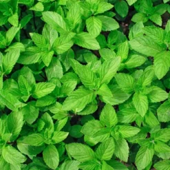 Burpee Herb ' Spearmint' 1pc Seasonal Grown In All U.S.D.A. Hardiness Zones National Plant Network 4" 7 Burpee Herb ' Spearmint' 1pc Seasonal Grown In All U.S.D.A. Hardiness Zones National Plant Network 4" -D'Eco Store GUEST e4e63e59 9719 470b a248 447182e79baf