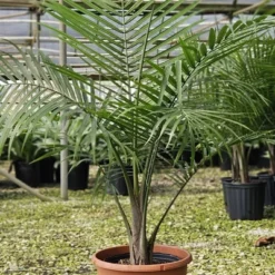 National Plant Network Live Indoor/Outdoor Majesty Palm Plant - 1ct 2.5qt 14 National Plant Network Live Indoor/Outdoor Majesty Palm Plant - 1ct 2.5qt -D'Eco Store GUEST e6290536 3a65 4b3f b9b3 9193ec4ed94f