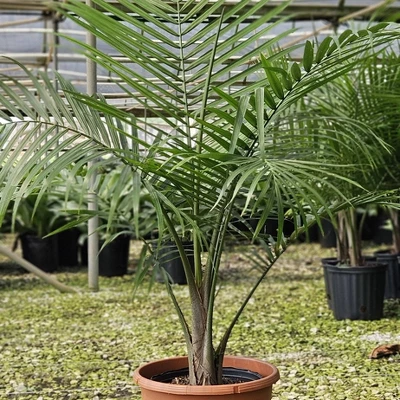 National Plant Network Live Indoor/Outdoor Majesty Palm Plant - 1ct 2.5qt 6 National Plant Network Live Indoor/Outdoor Majesty Palm Plant - 1ct 2.5qt - Image 6