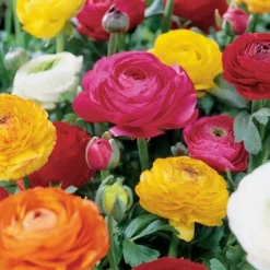 Van Zyverden 25ct Bulbs Butter Cups Ranunculus Double Blooming Mixed 7 Van Zyverden 25ct Bulbs Butter Cups Ranunculus Double Blooming Mixed -D'Eco Store GUEST e66662f2 9cef 4167 96bb c8925b944300