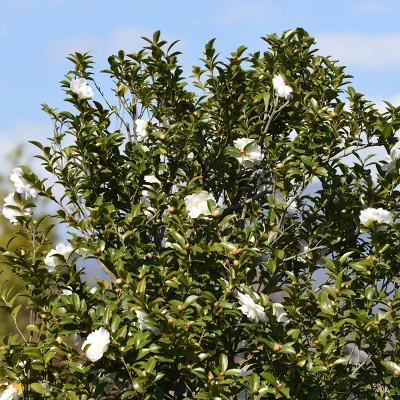 2.5qt Mine No Yuki Camellia Sasanqua Plant With White Blooms - National Plant Network 2 2.5qt Mine No Yuki Camellia Sasanqua Plant With White Blooms - National Plant Network - Image 2