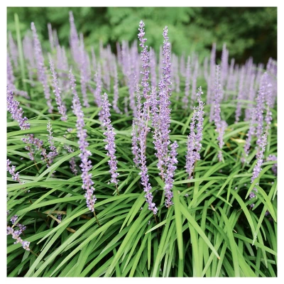 Liriope 'Big Blue' 1pc - National Plant Network - U.S.D.A. Hardiness Zones 5 - 10 2 Liriope 'Big Blue' 1pc - National Plant Network - U.S.D.A. Hardiness Zones 5 - 10 - Image 2