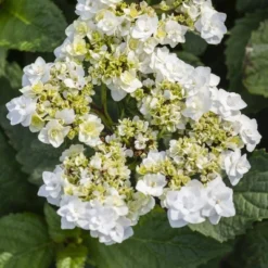 National Plant Network Live Outdoor 4" Wedding Gown Hydrangea Plants - 3ct 14 National Plant Network Live Outdoor 4" Wedding Gown Hydrangea Plants - 3ct -D'Eco Store GUEST ea565260 1e44 40ee bef6 74dc31372baf