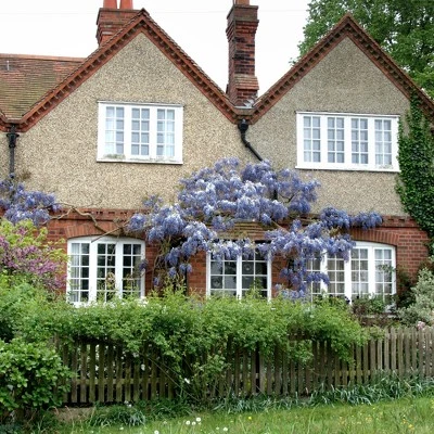 Wisteria 'Blue' 1pc U.S.D.A. Hardiness Zones 3-9 National Plant Network 2.5qt 2 Wisteria 'Blue' 1pc U.S.D.A. Hardiness Zones 3-9 National Plant Network 2.5qt - Image 2