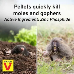 Victor Mole & Gopher Poison Peanuts – Effective And Easy-to-Use Pest Control Solution For Moles And Gophers, 6oz