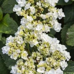 National Plant Network Live Outdoor 4" Wedding Gown Hydrangea Plants - 3ct 11 National Plant Network Live Outdoor 4" Wedding Gown Hydrangea Plants - 3ct -D'Eco Store GUEST f7aa6e9f 36a7 445d 84ca 0e39aa5dc6ce