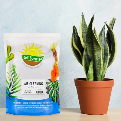 Soil Sunrise Air Cleaning Plant Potting Mix For Pothos, Parlor Palm, Peace Lily 1 Soil Sunrise Air Cleaning Plant Potting Mix For Pothos, Parlor Palm, Peace Lily
