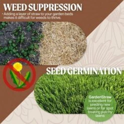 HealthiStraw GardenStraw All-Natural, Clean, Sustainable Garden Straw Mulch For Gardens And Grass Seeding 12 HealthiStraw GardenStraw All-Natural, Clean, Sustainable Garden Straw Mulch For Gardens And Grass Seeding -D'Eco Store GUEST f8b7480a 7bd1 4fca 9638 1f0c6ec0cfc8