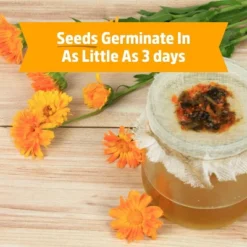 Back To The Roots Organic Marigold Flower Grow Kit With Plantable Starting Pot Soil And Seeds 14 Back To The Roots Organic Marigold Flower Grow Kit With Plantable Starting Pot Soil And Seeds -D'Eco Store GUEST fa7c252e 1fd0 49d2 88fd 18dfcab032f3